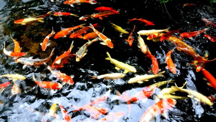 Do Fish Sleep? The Truth About Underwater Rest