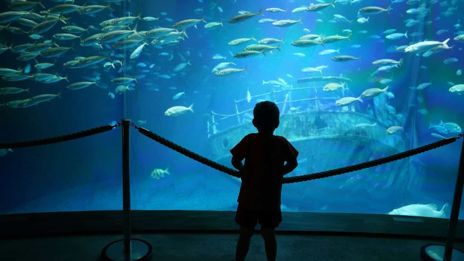 A person standing in front of a large aquarium