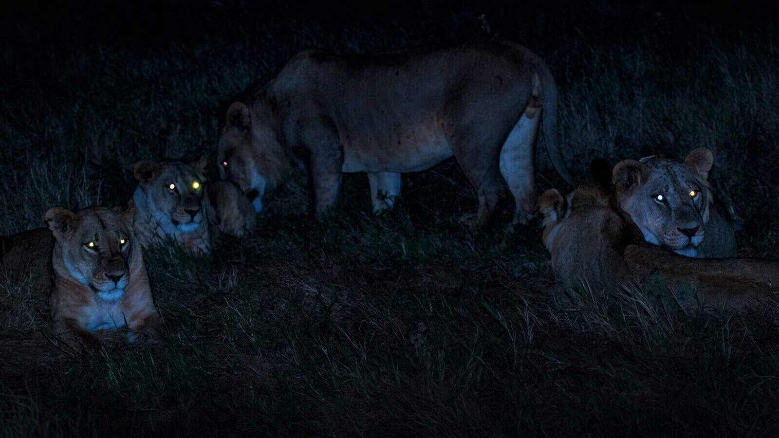 herd of brown lioness