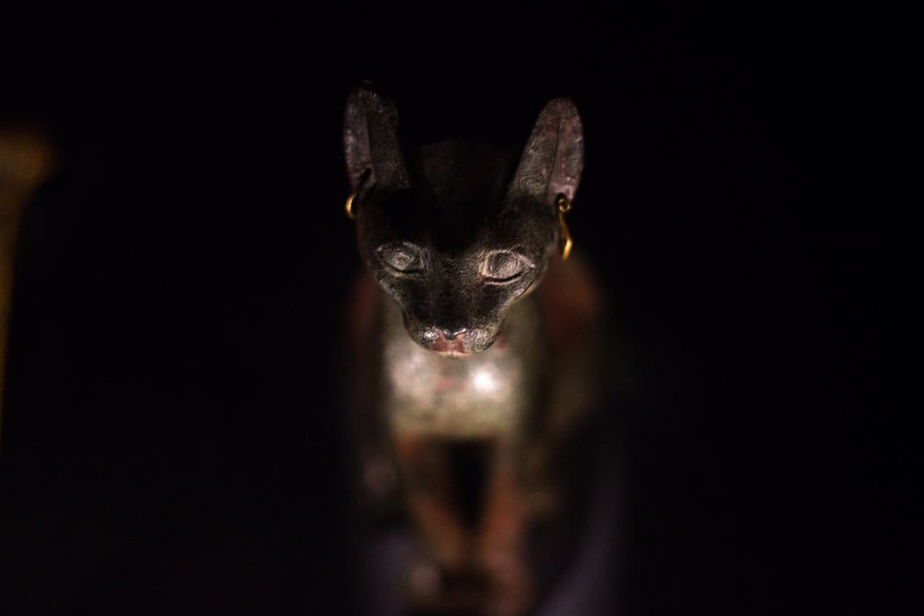 Egyptian Cat