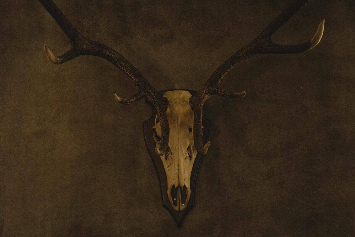 A vintage antler skull mounted on a dark wall, offering a rustic decorative element.