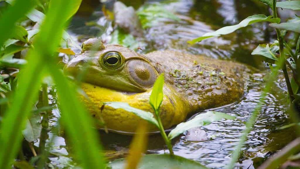 American Bullfrog