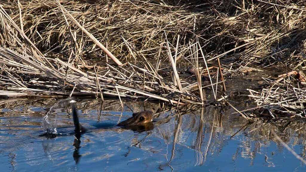 Busy beavers building dam