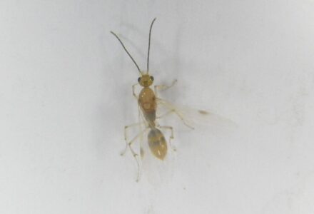 Invasive Ant with Potent Sting Advances Across the U.S.
