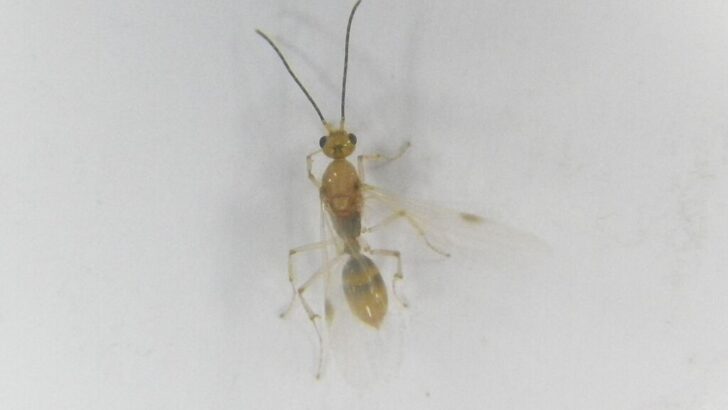 Invasive Ant with Potent Sting Advances Across the U.S.