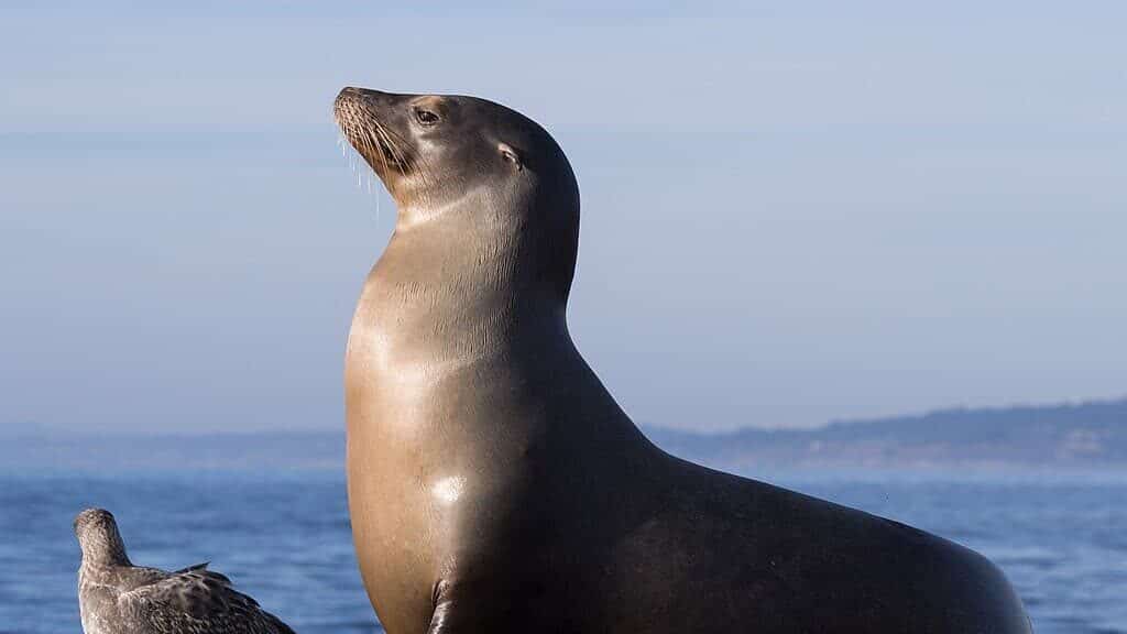 California Sea Lion.