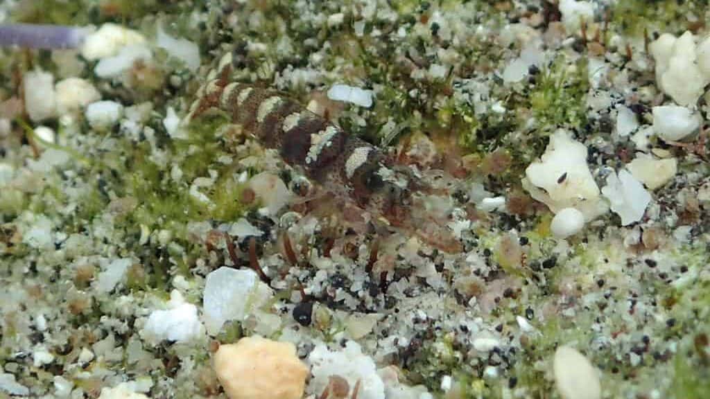 Pistol Shrimp