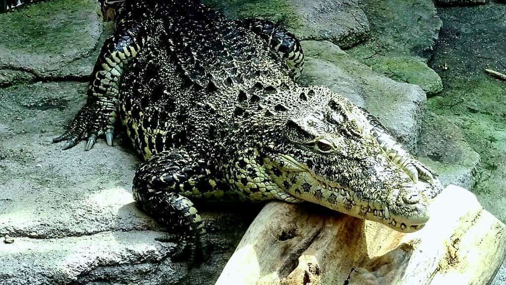 Cuban Crocodile