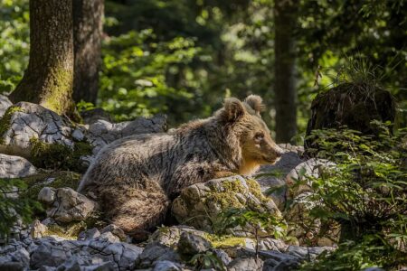 Bear Wanders Lithuanian Capital And Finds Unexpected Mercy