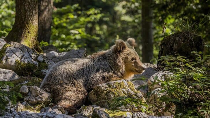 Bear Wanders Lithuanian Capital And Finds Unexpected Mercy