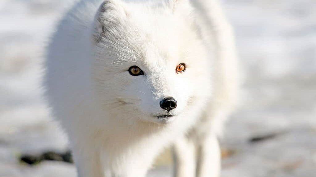 Arctic Fox