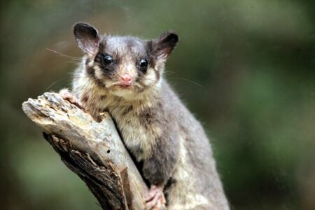 Tiny &lsquo;Forest Fairy&rsquo; Thought Extinct Outside Victoria Found Alive in Stunning Aussie Comeback