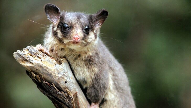 Tiny ‘Forest Fairy’ Thought Extinct Outside Victoria Found Alive in Stunning Aussie Comeback