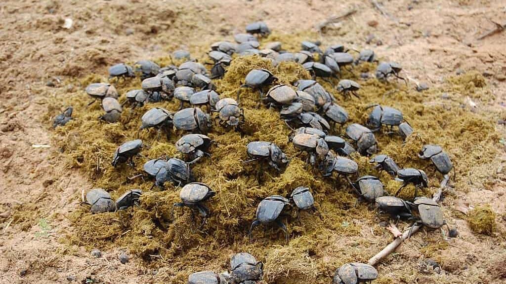 dung beetles having a feast