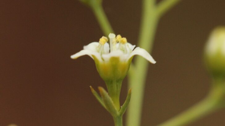 An Unexpected Mission on the Limestone Grasslands