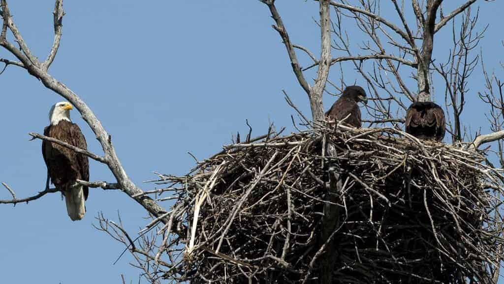 Bald Eagle