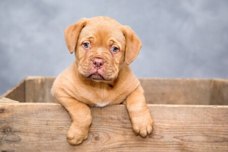 Why Some Dog Breeds Are Evolving to Be More Independent