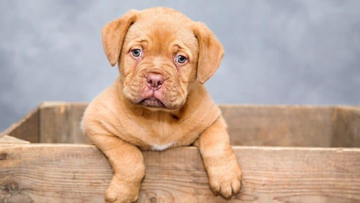 Why Some Dog Breeds Are Evolving to Be More Independent