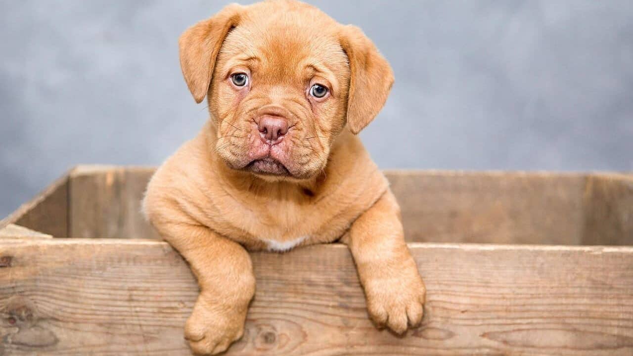 puppy, dog, pet, cute, brown dog, purebred, dog breed, nature, portrait, dog portrait, mammal, animal, domestic, domestic dog, canine