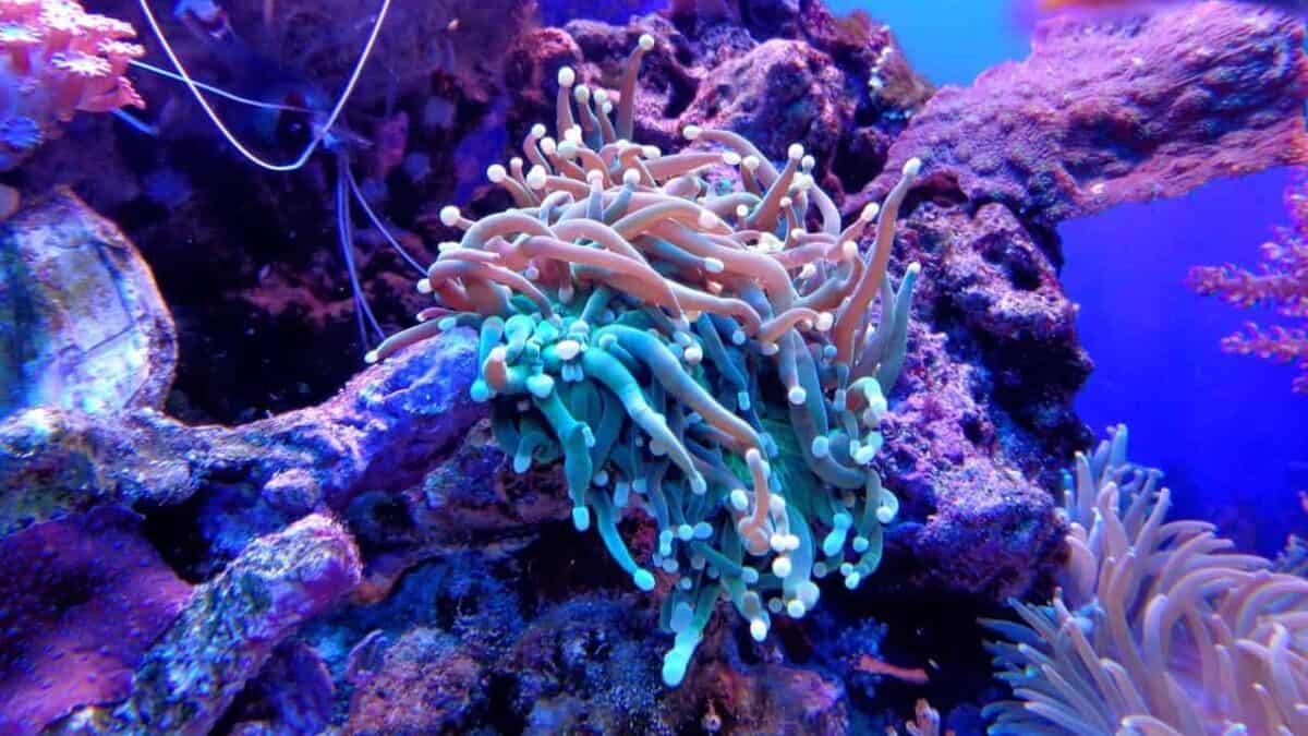 coral, anemone, coral reef, aquarium, sea, fish, animal, underwater, nature, animals, water, coral, coral, coral, coral, coral, coral reef, coral reef, coral reef, coral reef