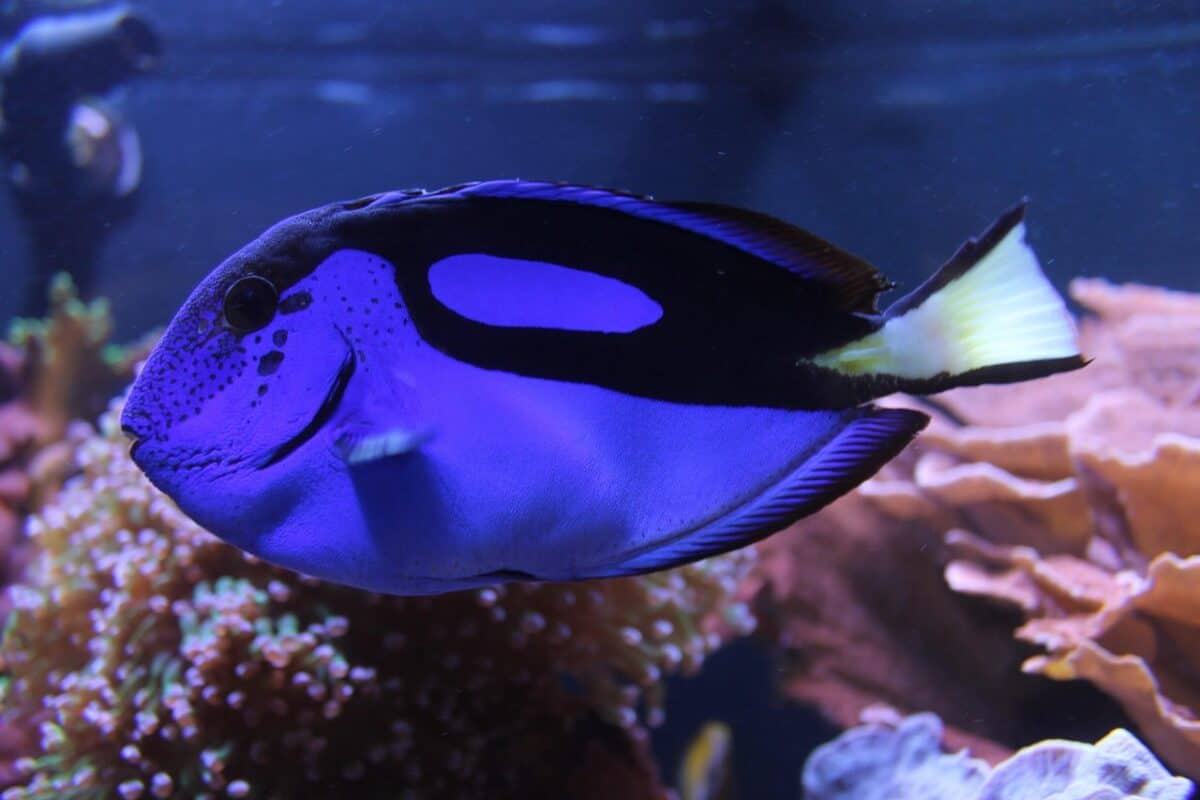 aquarium, zoo, dory, water, fish, life, underwater, aquatic, blue, nature, cartoon