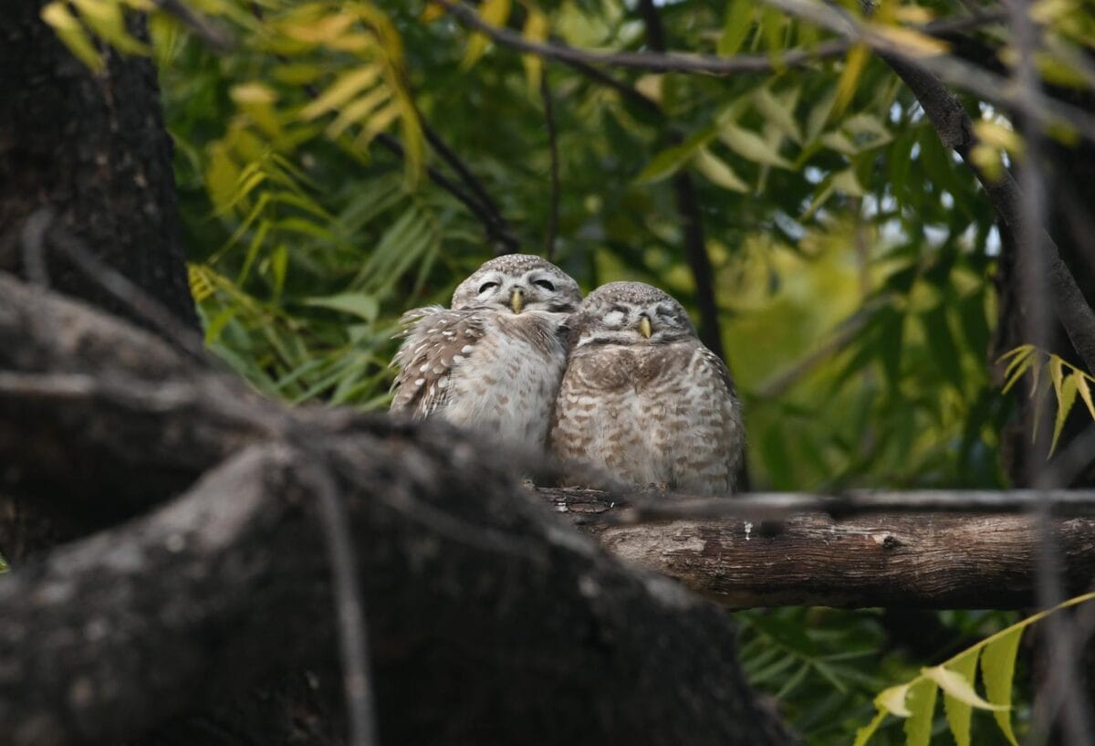 Two little owls perched on a tree branch surrounded by greenery in their natural habitat.