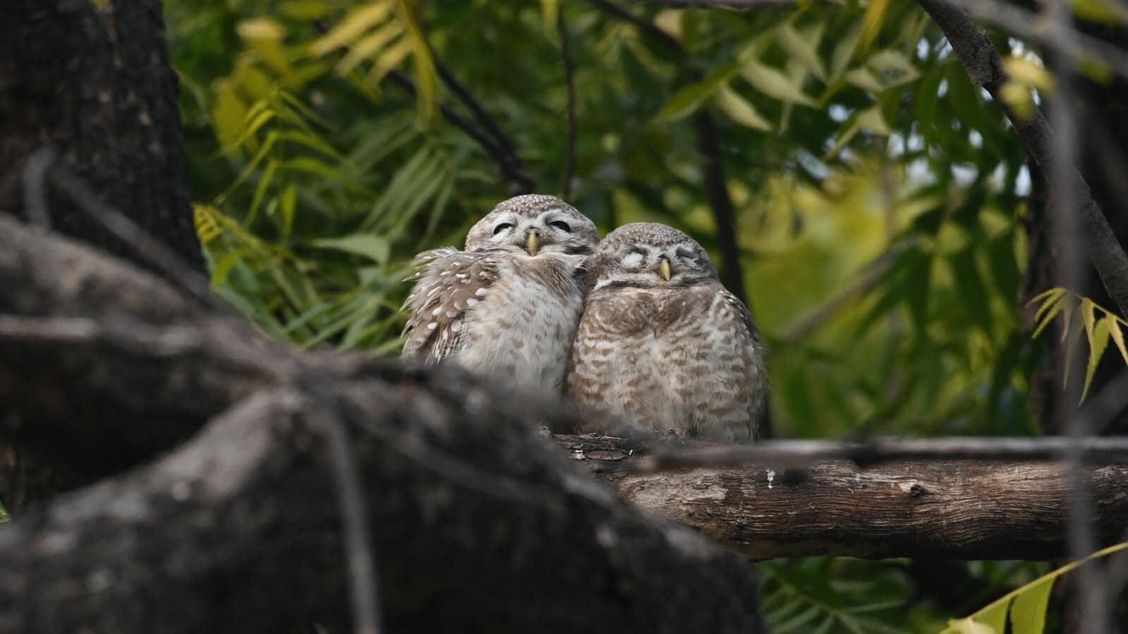 Two little owls perched on a tree branch surrounded by greenery in their natural habitat.