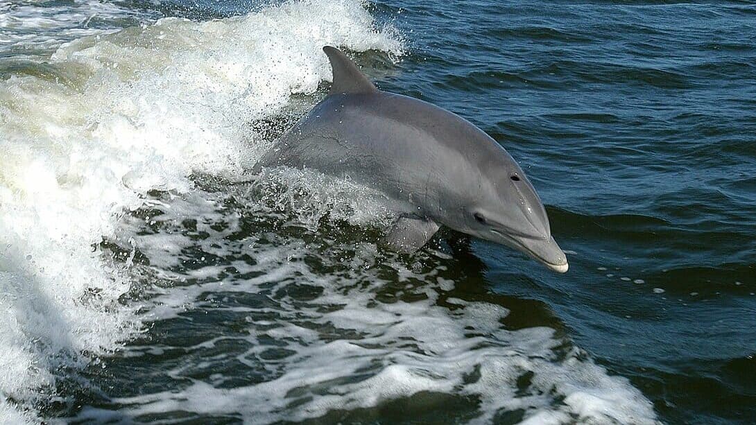 A dolphin surfs the wake of a research boat.