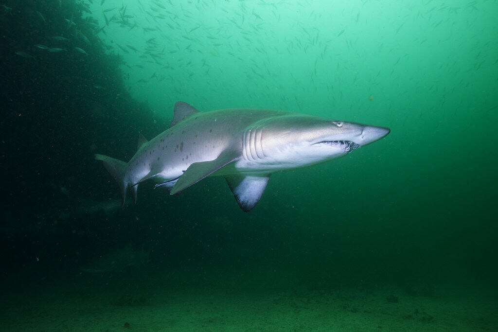 Nurse shark