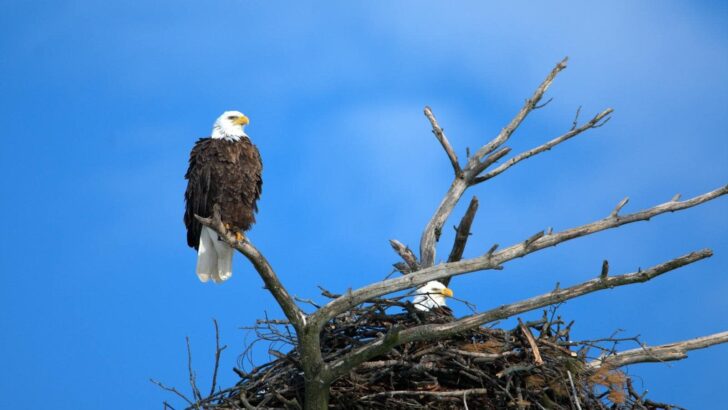 How Bald Eagles Choose a Lifelong Mate