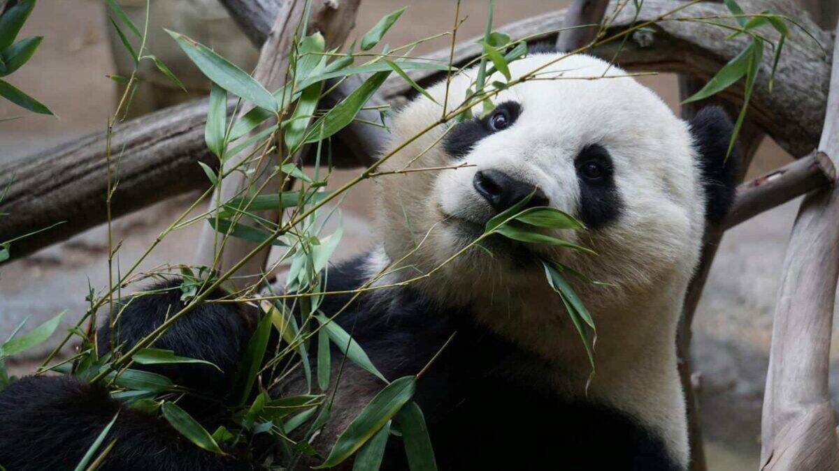 A close-up photo of a giant panda enjoying bamboo in a tranquil zoo setting.