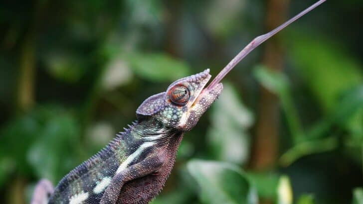 This Animal’s Tongue Is Longer Than Its Body, Find Out Why