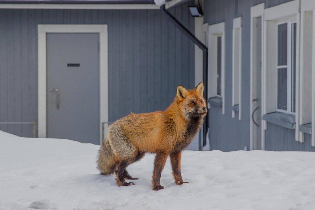 A red fox stands on snow in front of a building during winter.