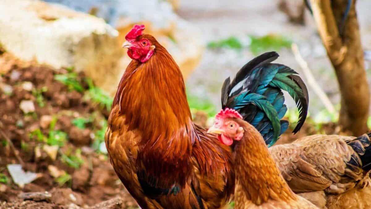 Colorful rooster and hen captured in a rural setting, Aaqrab&acirc;te, Syria.