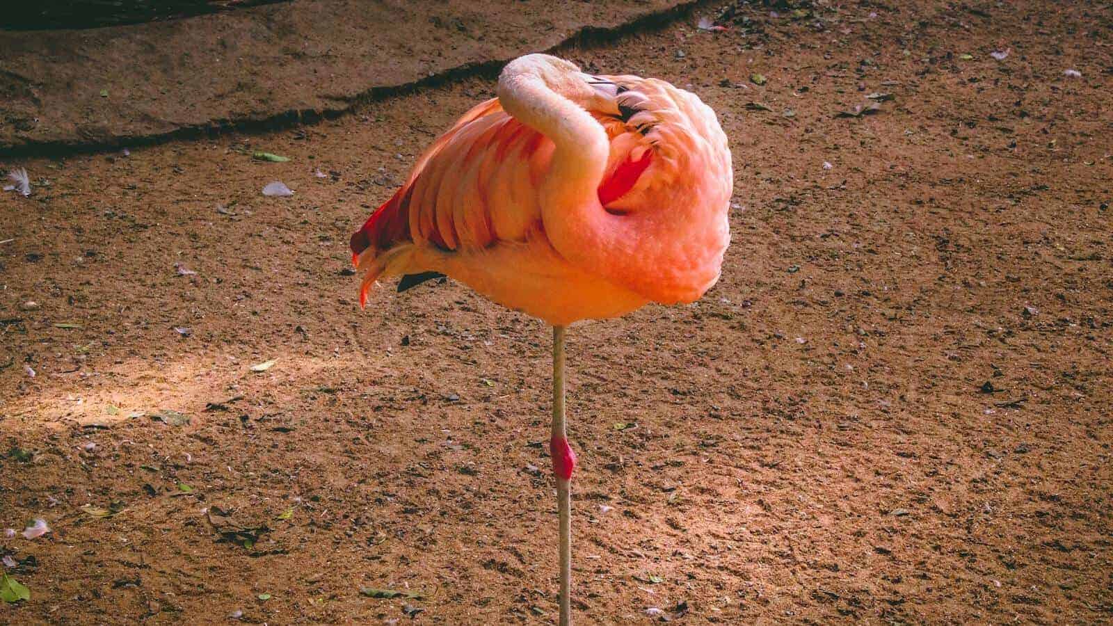 A vibrant flamingo stands on one leg in natural sunlight, showcasing its vivid plumage.