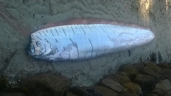 Doomsday Fish Washes Up Twice on California Beaches