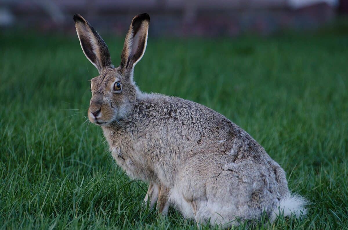 White tailed Jackrabbit