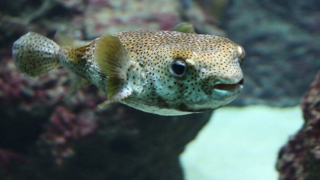 pufferfish