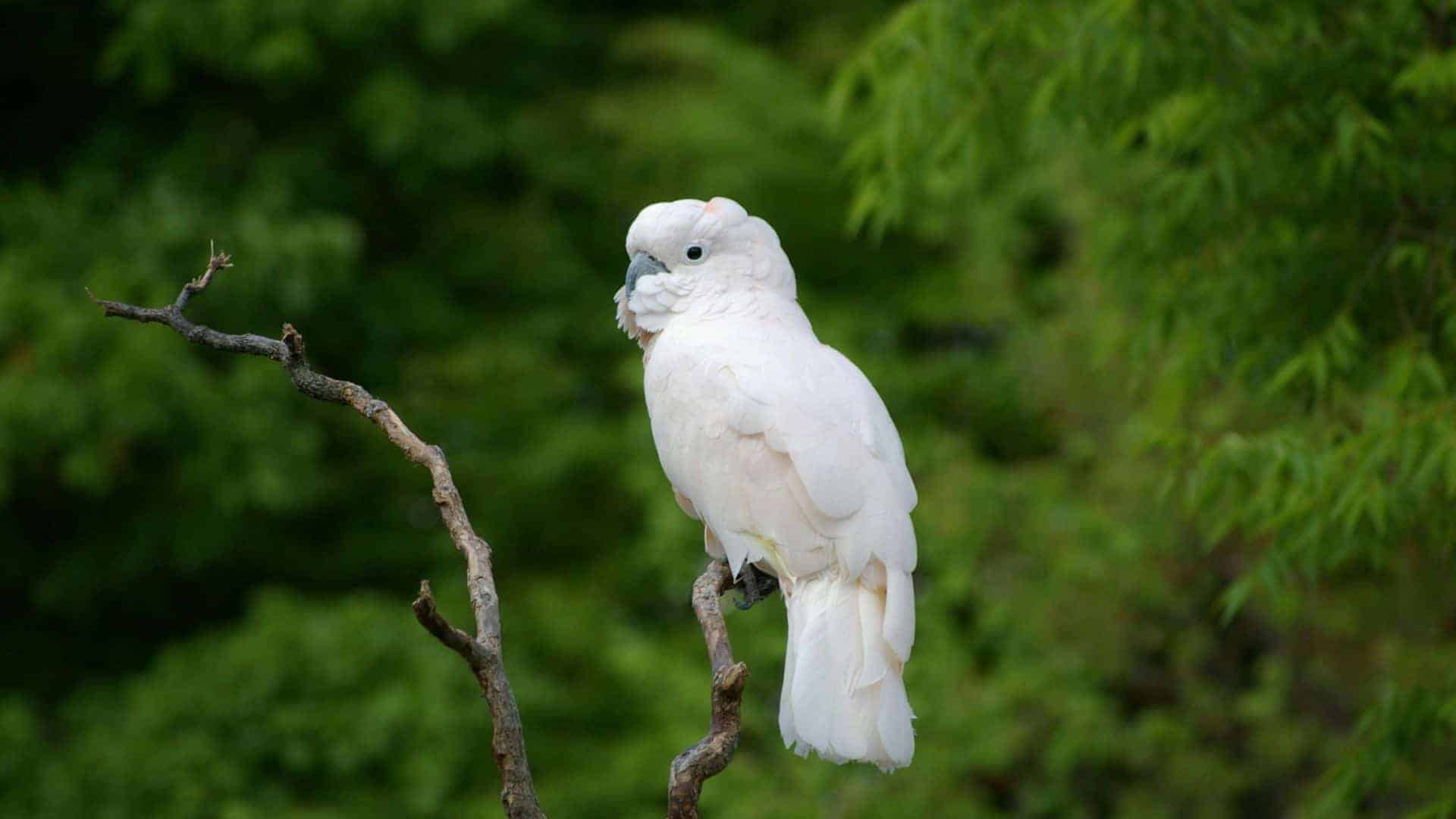 White Cockatoo on branch.