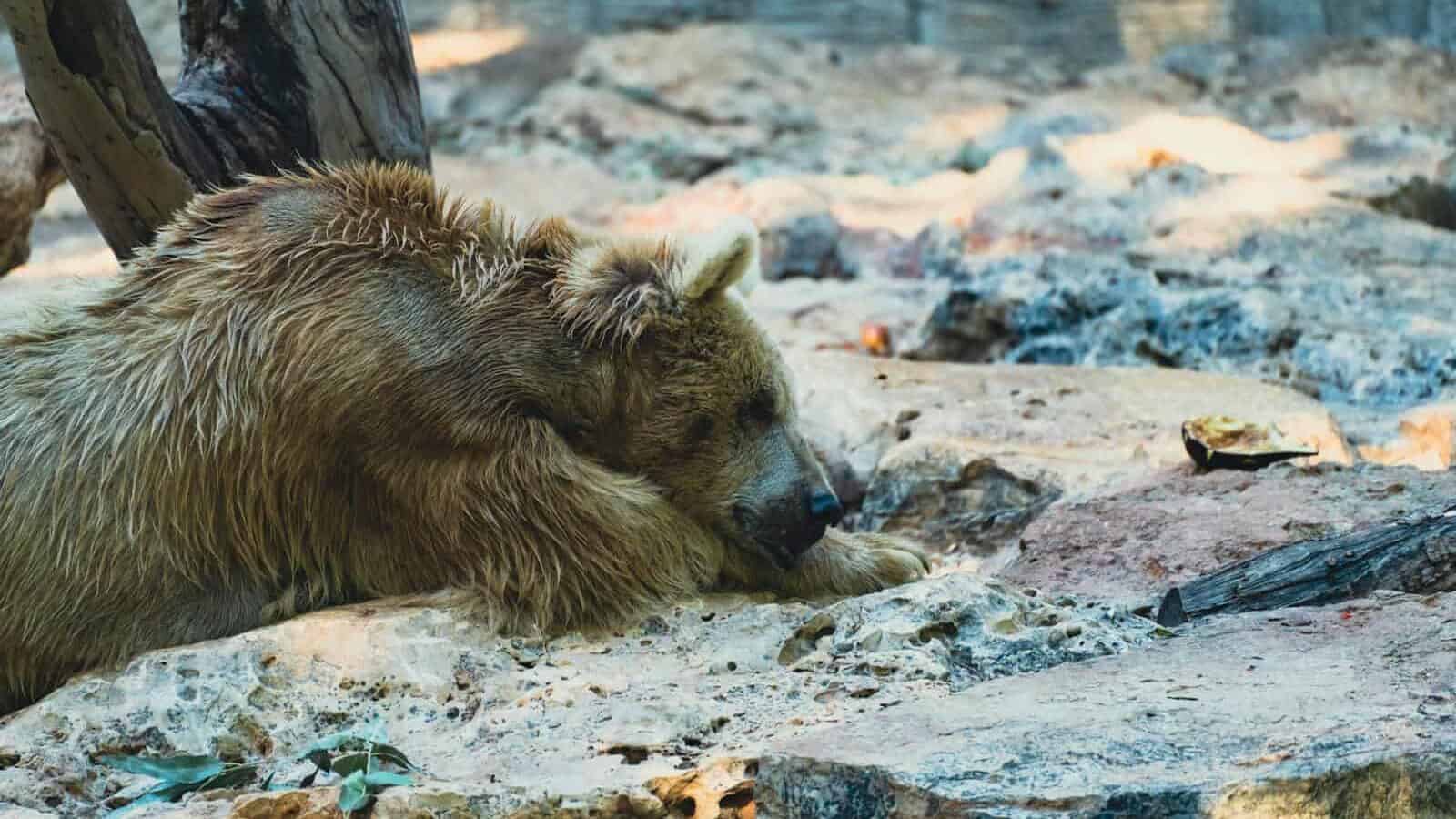 A grizzly bear peacefully ACocky terrain, capturing the essence of wildlife in nature.