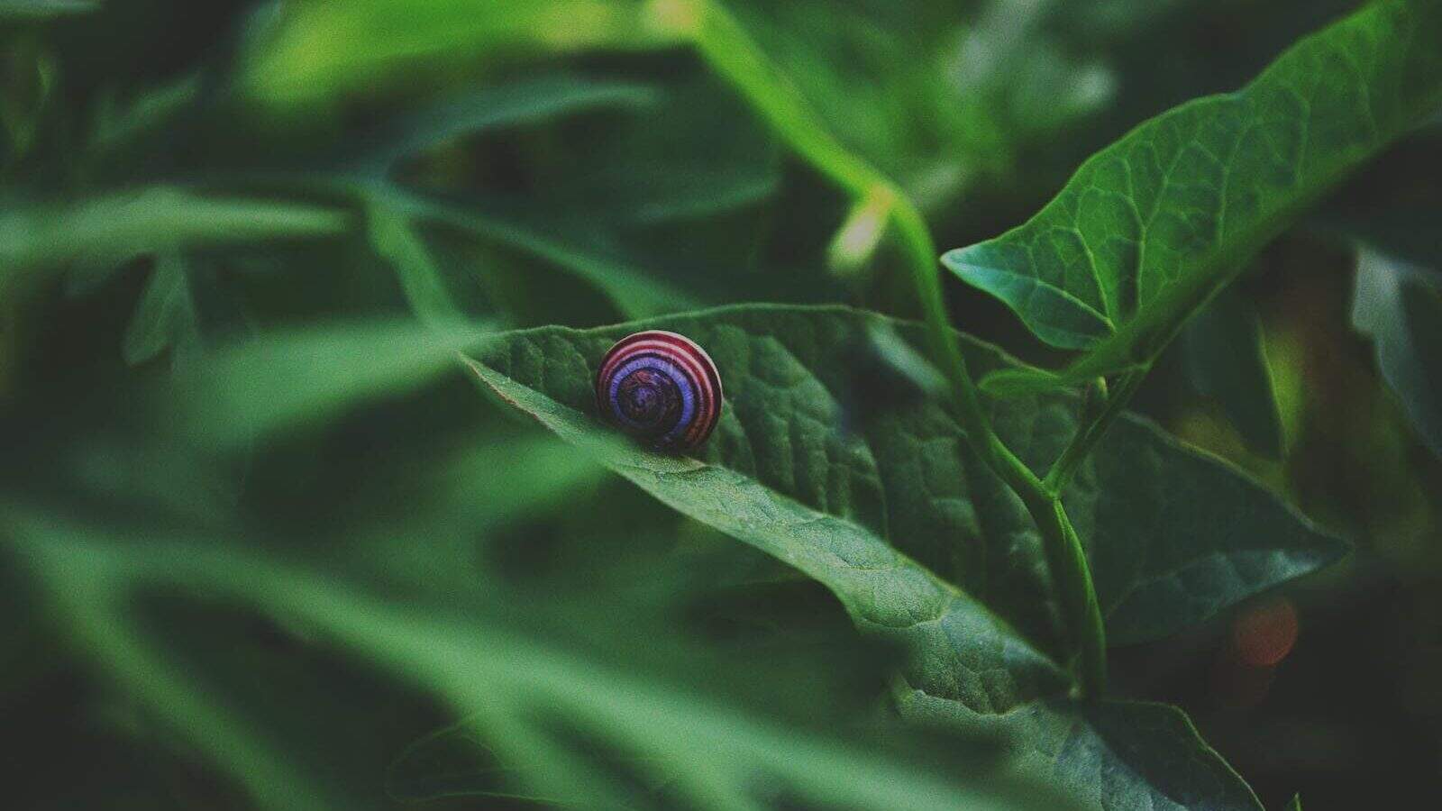 Vivid close-up of a snail resting on a leaf amidst dense greenery, highlighting nature's intricate beauty.