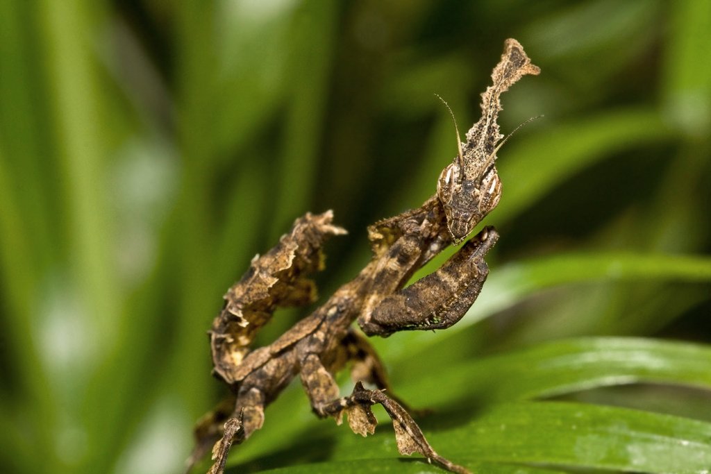 Ghost mantid. 