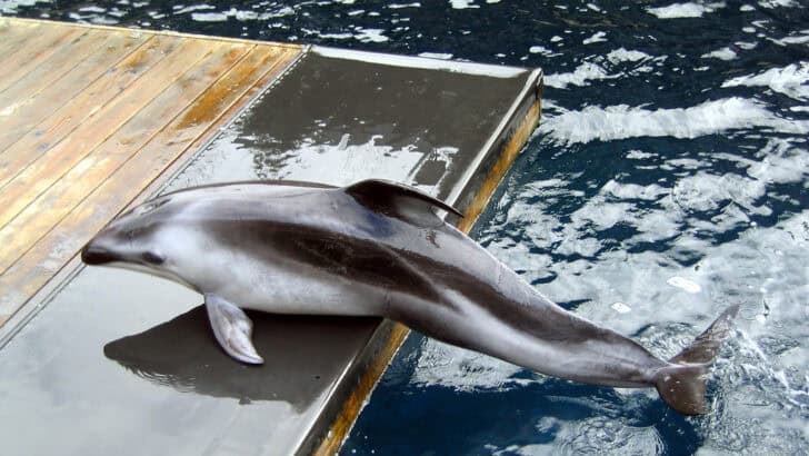 The Role of Dolphins in U.S. Naval Operations