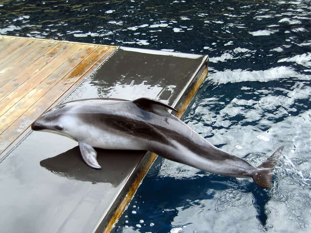 Pacific White-Sided Dolphin