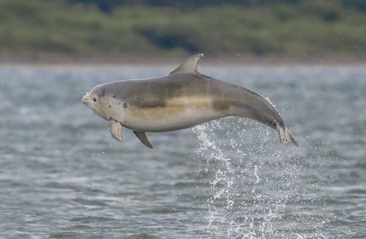 Dolphin calf