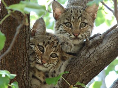 Monster Bobcats Raise Kittens in Suburban Backyard