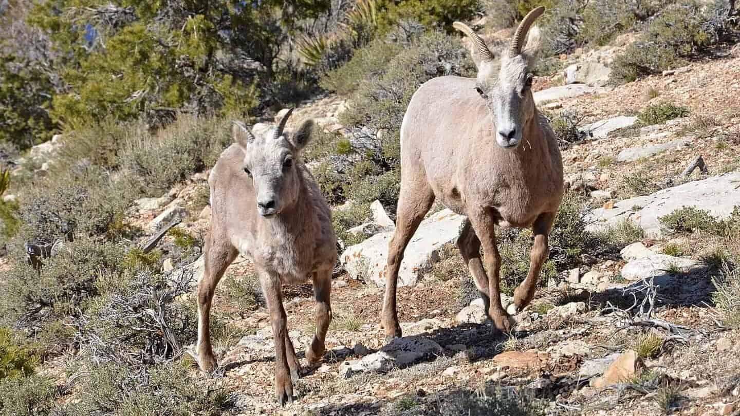 More details Among the largest hoofed mammals in the park, the desert bighorn sheep, Ovis canadensis.