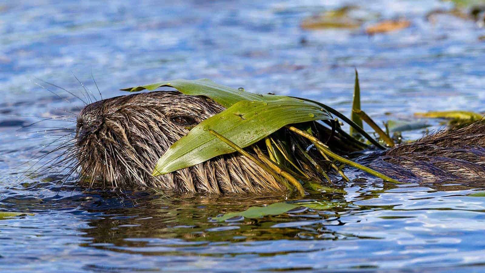 Close-up of a beaver swimming with a leaf on its head in a tranquil river setting.
