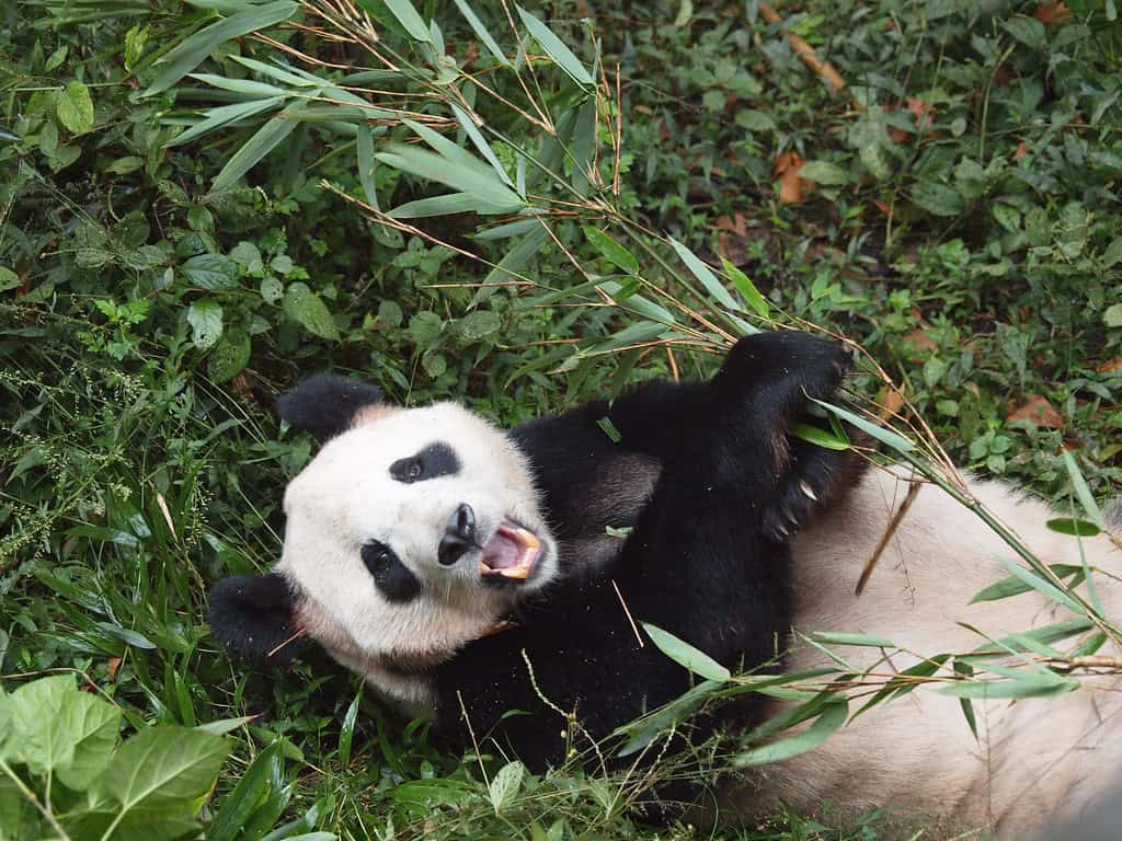 Panda eating bamboo