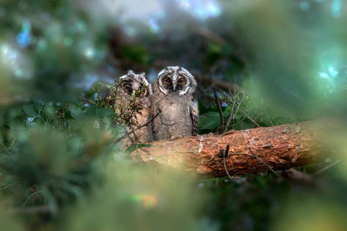 Two long-eared owls perched on a tree branch, surrounded by lush foliage.